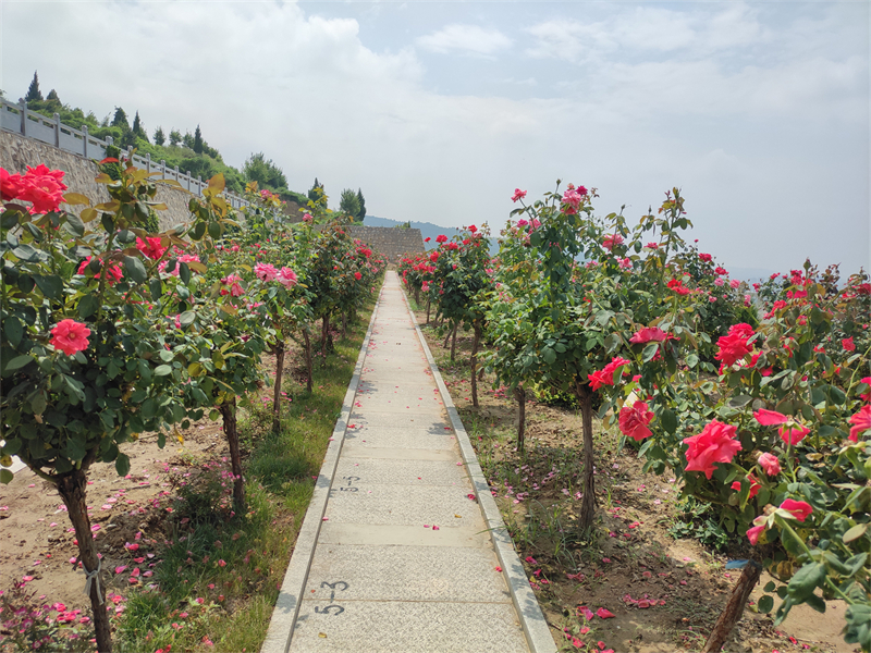 龙寿山公墓